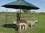 Ghinni-alpacas 028